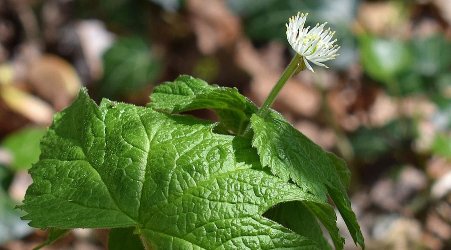 Healing a UTI with Goldenseal