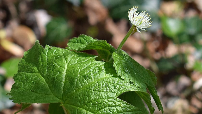 Healing a UTI with Goldenseal